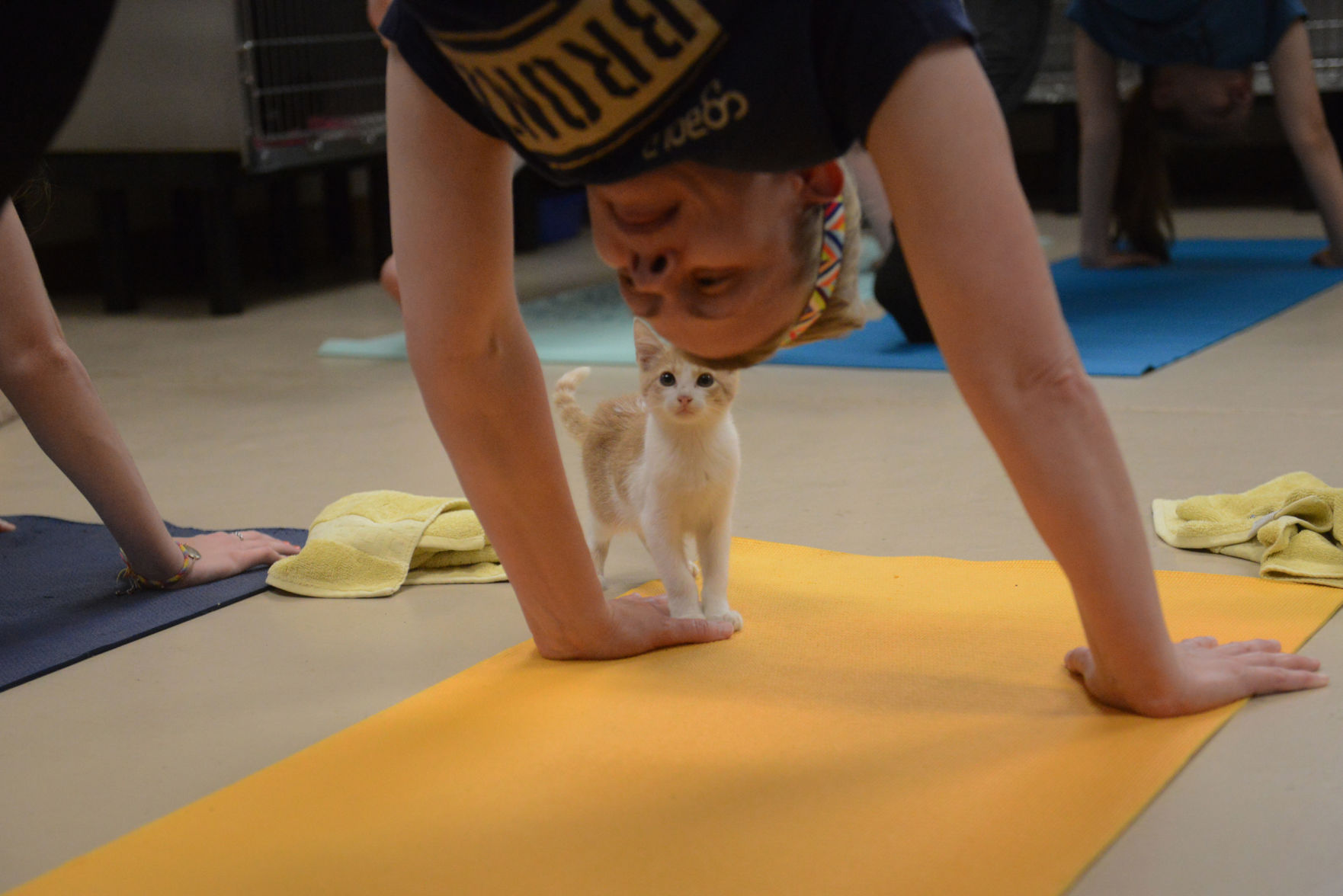 Cat Yoga at Aggieland Humane Society